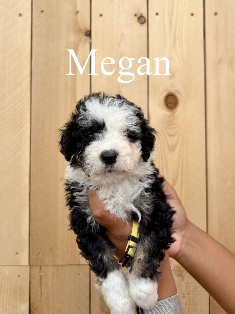 Megan (yellow collar) 1